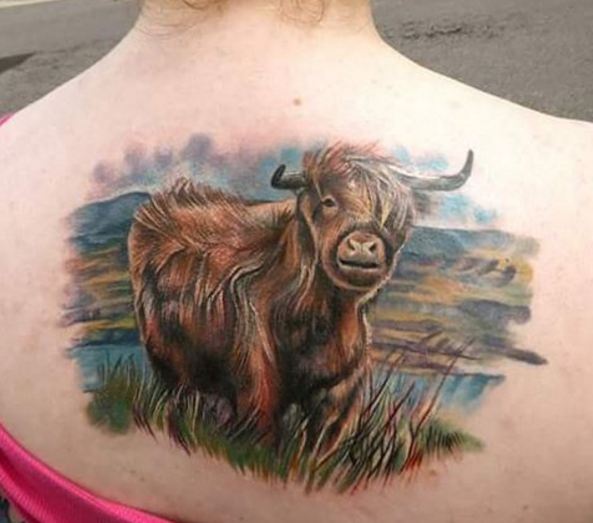 Tatuajes de la vida silvestre de la vaca de las tierras altas
