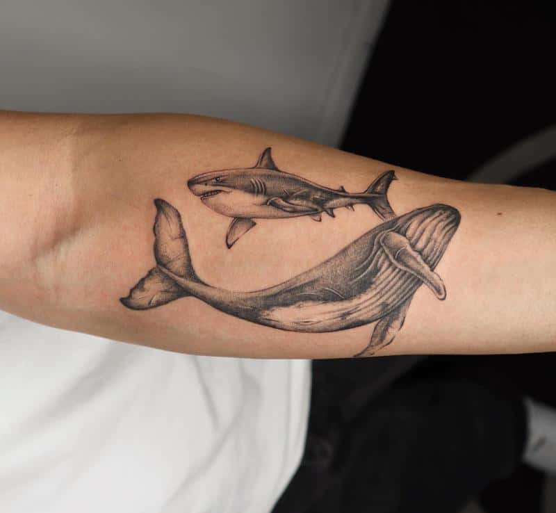 Diseño de tatuaje de tiburón contra la ballena