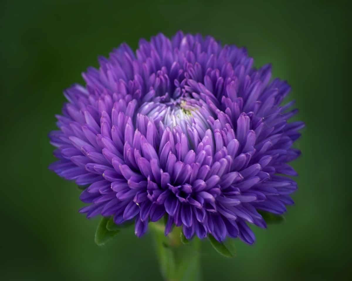 Aster Flower Tattoo