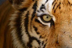 36 ideas significativas de diseño de tatuaje de ojos de tigre (hambrientos de lujuria y poder)