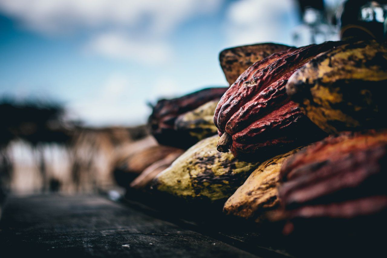 more cacao fruits