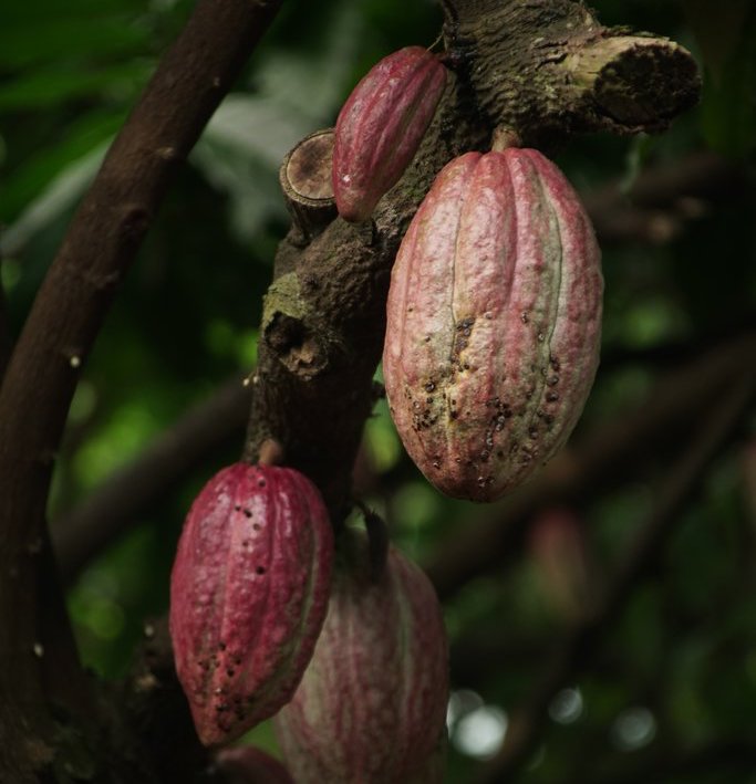 Es seguro usar manteca de cacao en los tatuajes