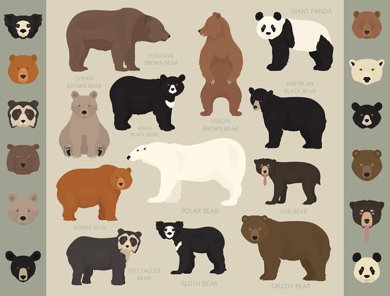 Las ocho (8) especies de osos